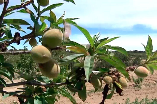 Se Coloca Tlaxcala Como Productor De Durazno En México