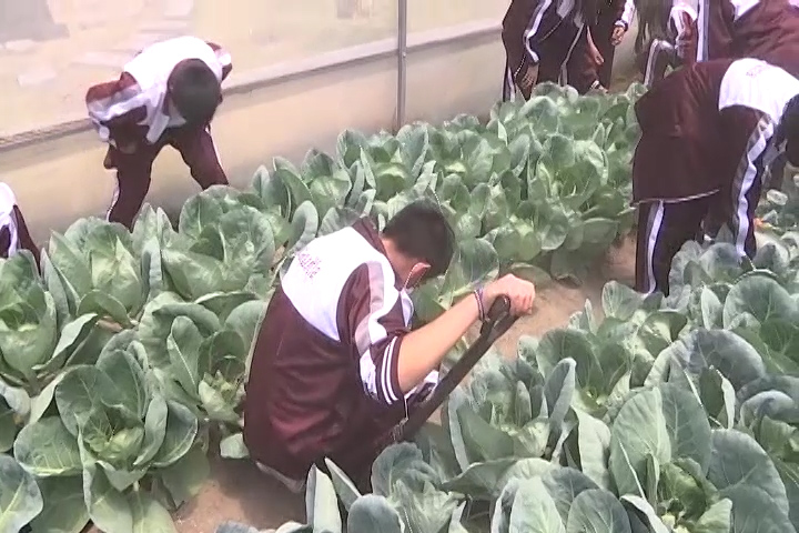 Estudiantes de la Técnica 49 preparan la cosecha de su huerto escolar