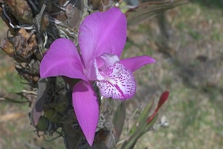 Productores de orquídeas están listos para recibir visitantes