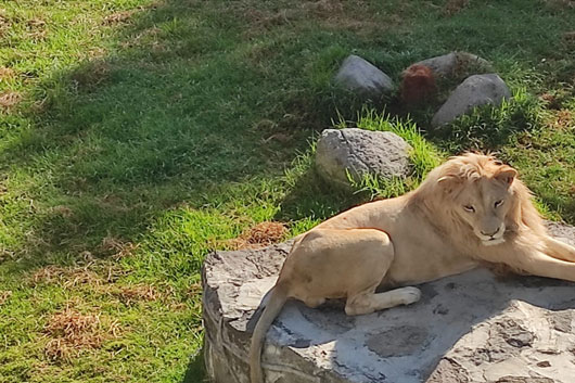 SMA garantiza medidas de atención a ejemplares del zoológico del altiplano