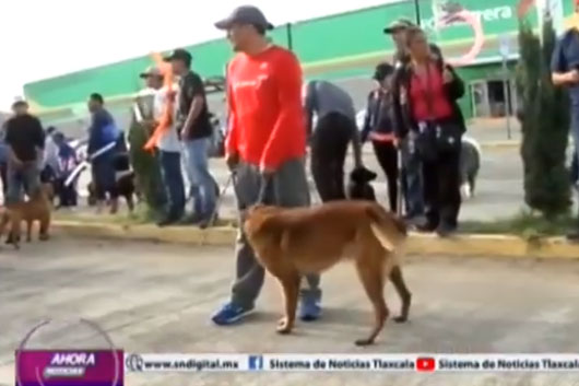 Invita Ayuntamiento de Tlaxcala a la “Caminata Dominical con Animales de Compañía”