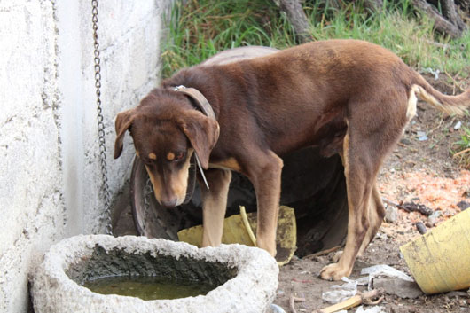 Rescata Propaet a canino en situación de maltrato y abandono