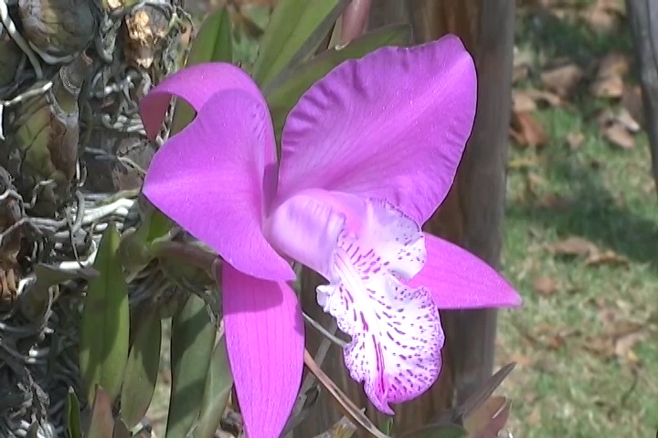 Se llevará a cabo la 1er Expo venta de Orquídeas y plantas cactáceas Xochiquetzalli