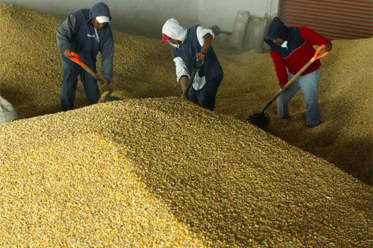 Más barato llevar maíz blanco de Sudáfrica al sureste que del Bajío