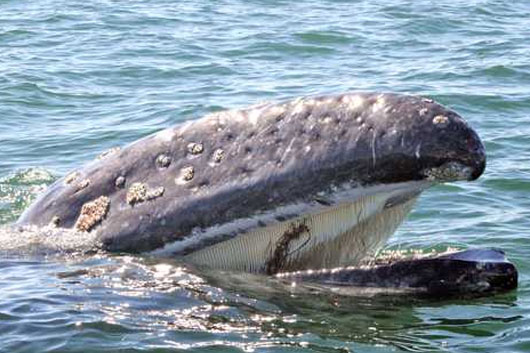 Arriban a Baja California Sur las primeras 200 ballenas grises 