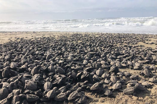 Liberan más de 50 mil crías de tortuga en costas de Michoacán