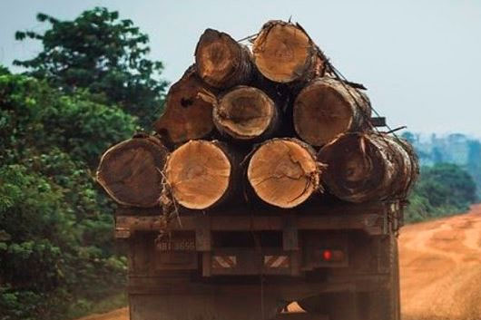 Deforestación de biomas en Brasil aumenta 20.1% en 2021
