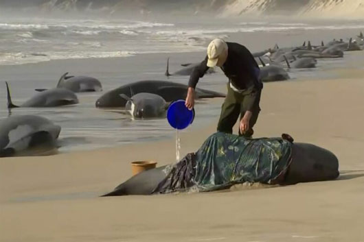 Al menos 300 ballenas piloto mueren en playa remota de Tasmania