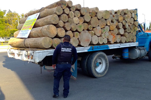 SSC detuvo a presunto responsable de transporte ilícito de recurso forestal