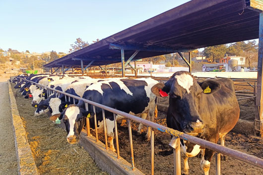 Emite SIA recomendaciones para proteger al ganado en el sur del estado
