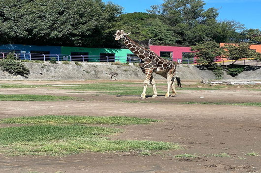 Muere la jirafa “Yoyo” en el Zoológico del Altiplano