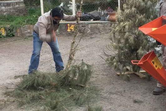 Invita la Secretaría de Medio Ambiente a reciclar los árboles de navidad