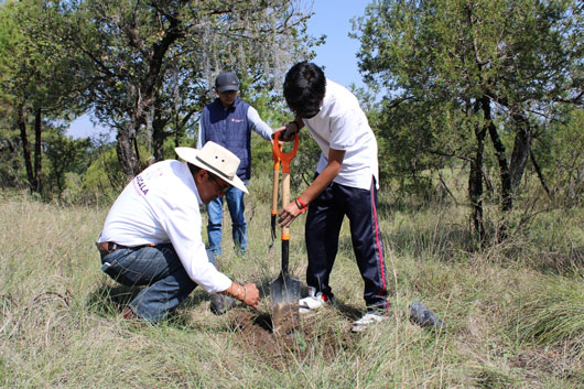 Plantó SMA 2 mil árboles en Cuaxomulco