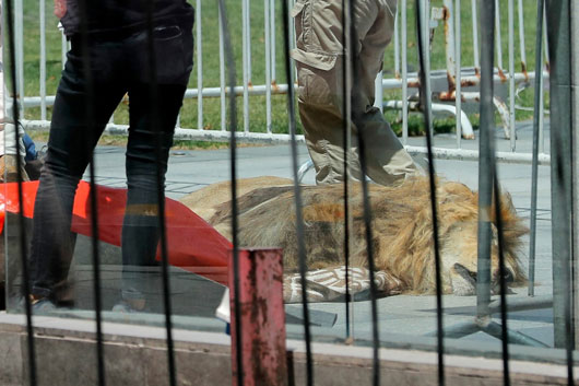Protestan en Chile con un león muerto frente a sede del gobierno