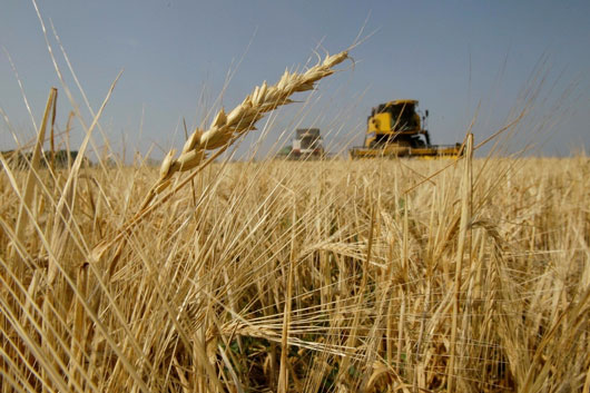 Aprueba agencia CTNbio en Brasil cultivo de trigo transgénico