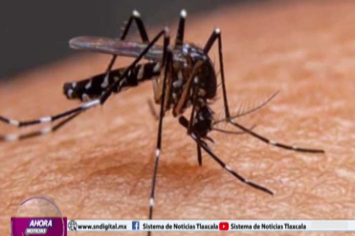  Tlaxcala se encuentra entre los doce estados del país libres de dengue 