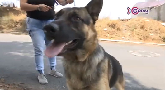 Abre convocatoria para concurso “El perro más travieso de Tlaxcala” 