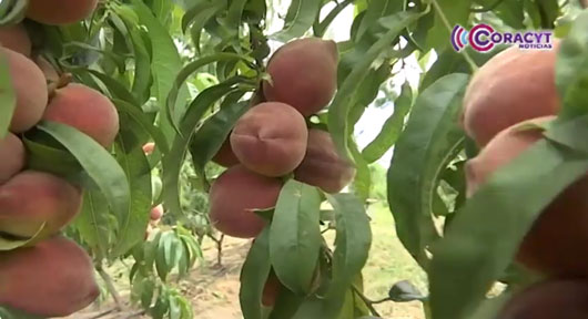 Produce huerta de Concepción Hidalgo 25 nuevas variedades de durazno