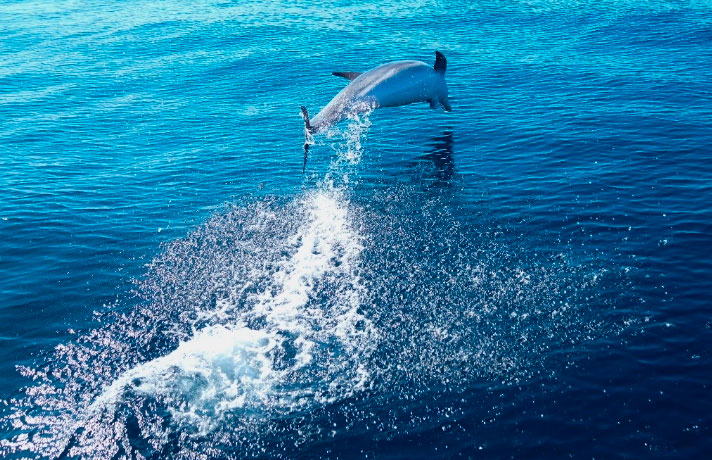 Decenas de delfines quedan varados en Cape Cod, EU