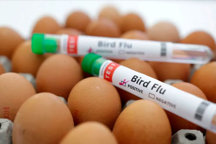 Secretaría de Salud informa que no existe riesgo para la población ante detección de primer caso humano de influenza aviar A (H5N2)