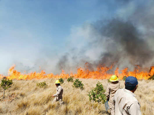 Exhorta Comité Estatal de Manejo del Fuego a evitar incendios forestales
