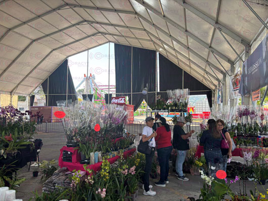 Floricultores ofertaron  orquídeas y suculentas en “Tlaxcala, la Feria de Ferias 2024”