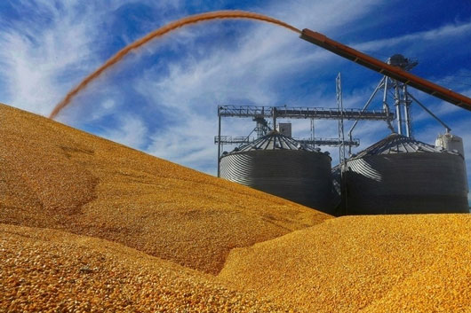 Importará México hasta 22 millones de toneladas de maíz