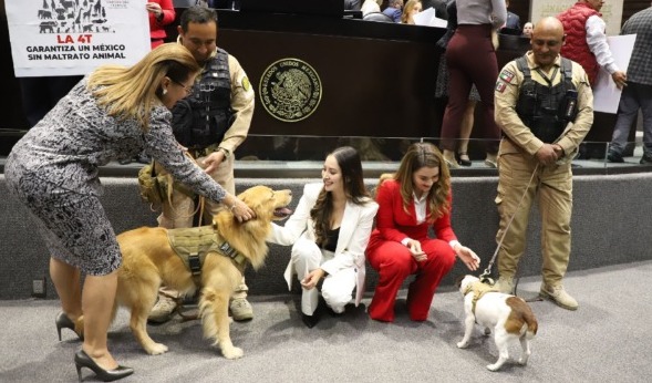 Diputados aprueban elevar a rango constitucional cuidado y protección animal