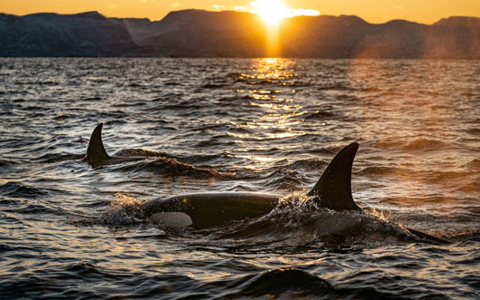 Regresan las orcas tumba yates; hunden uno más en Gibraltar