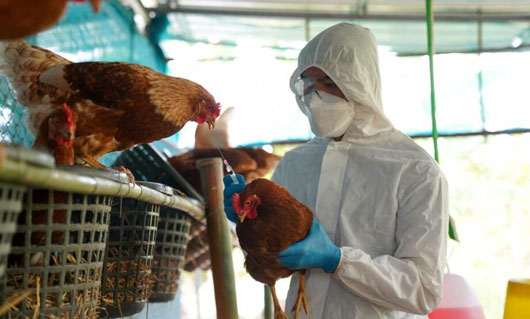 EUA reporta segundo caso de gripe aviar en humanos y Australia el primero