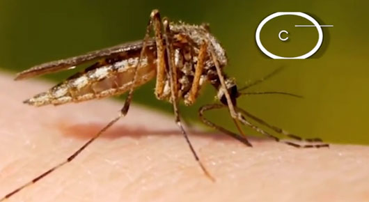 Emite Sector Salud recomendaciones para prevenir dengue