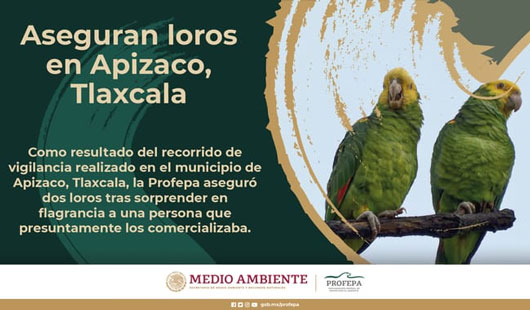 Asegura Profepa  loros en Apizaco, Tlaxcala