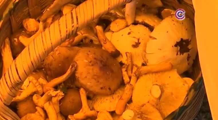 Estudian propiedades medicinales de hongos silvestres en Tlaxcala