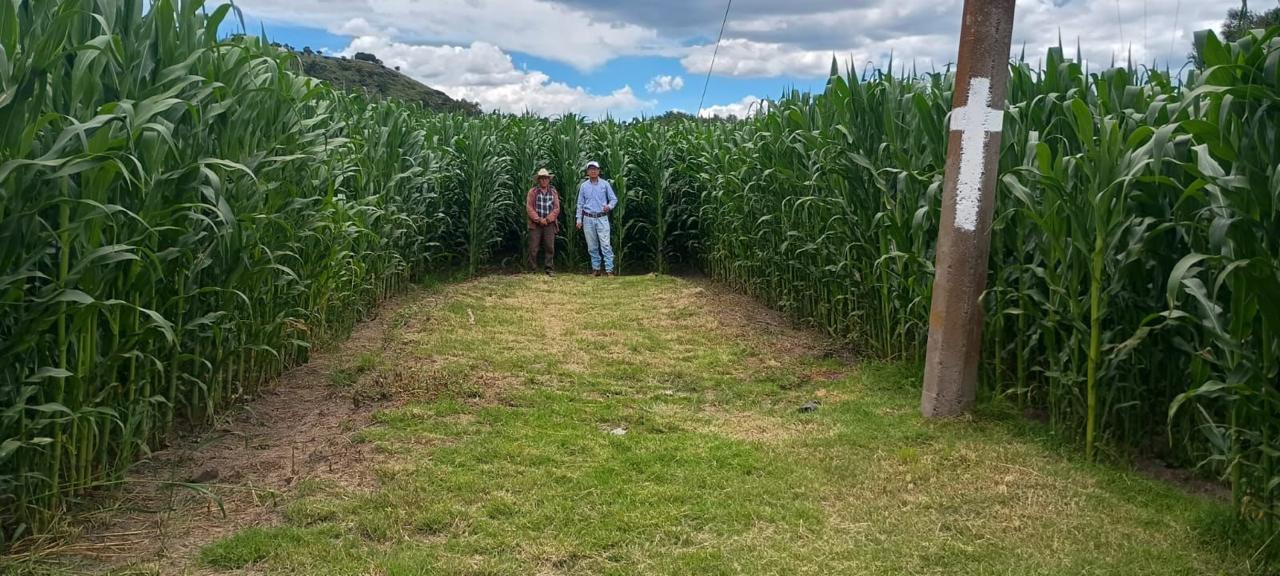 Tlaxcala cumple con el campo:  Comercialización de maíz blanco tendrá subsidios estatales en 2026