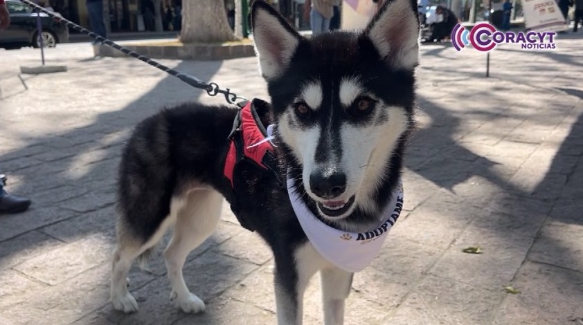 Llama CBA a no obsequiar animales de compañía en diciembre