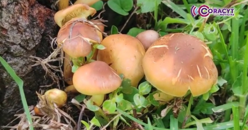 Alerta Sector Salud por recolección de hongos silvestres en Tlaxcala