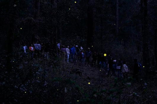 En Tlaxcala, resguardan la magia de las luciérnagas 23 centros de avistamiento autorizados