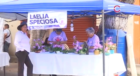 Orquídeas de Atzitzimititlán, un obsequio especial para este “Día de la Madre”