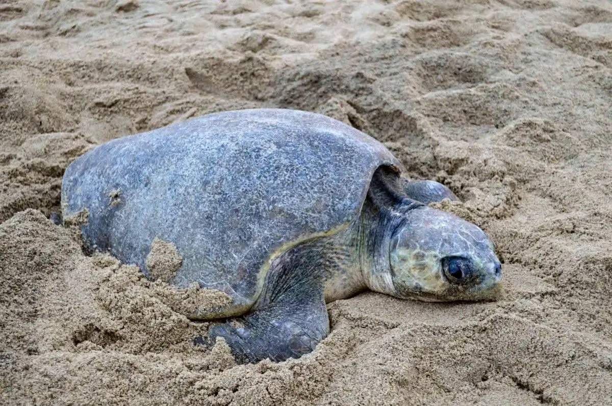 Miles de tortugas golfinas arriban antes de lo previsto a costas de Michoacán