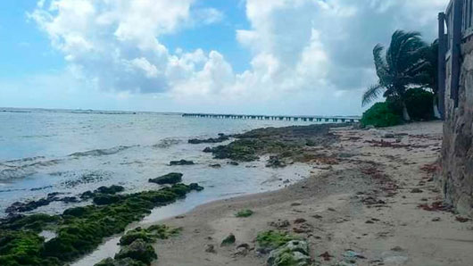 Marina recolectó más de 164 toneladas de sargazo en un día