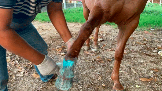 Detectan 6 casos de gusano barrenador en Mapastepec; activan alerta sanitaria en Chiapas