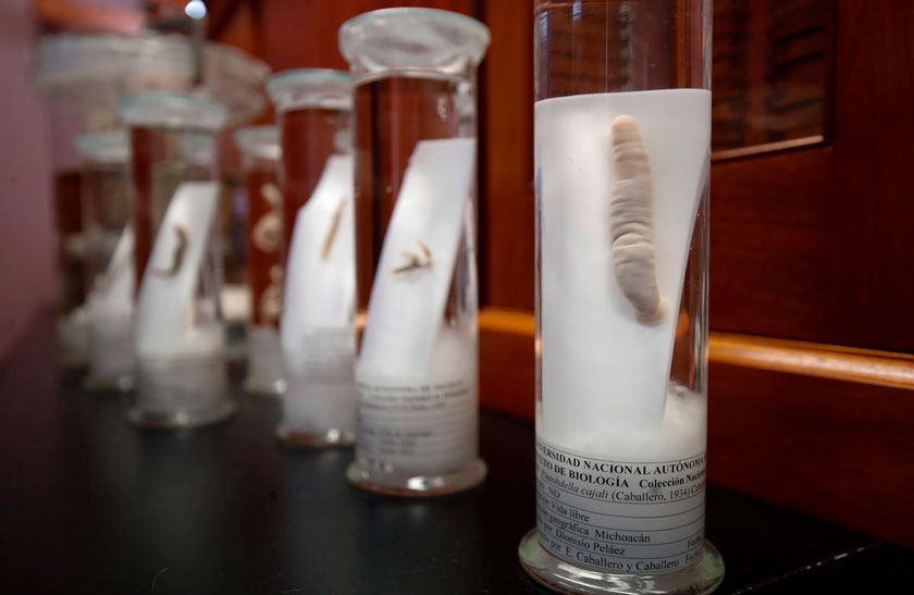 Bacteria hallada en sanguijuela endémica de México aporta molécula antibacteriana