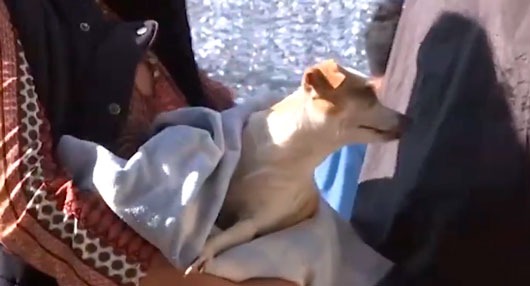 Brinda Centro Veterinario Antirrábico esterilización gratuita a perros y gatos