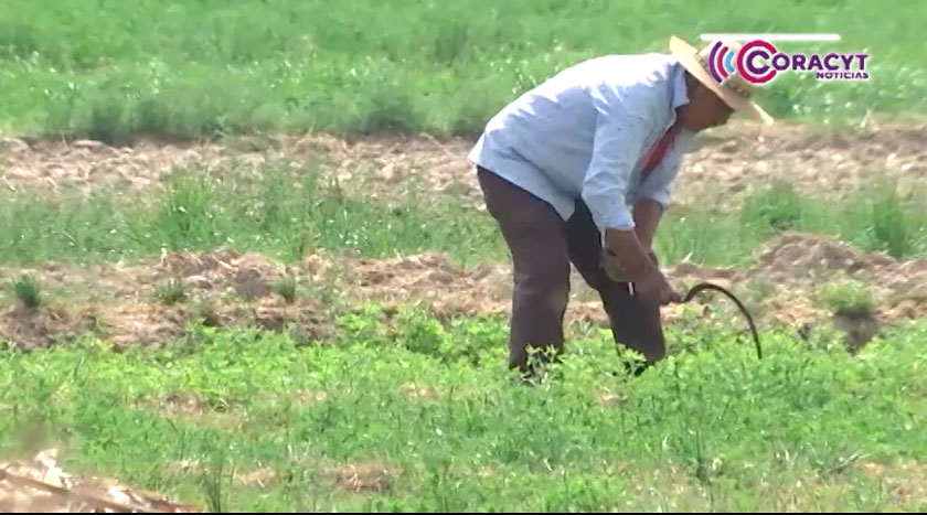Asesora personal de la SIA a agricultores para aumentar productividad 