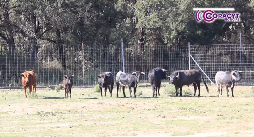 Dejará “Alma y Corazón” un legado audiovisual sobre la tauromaquia