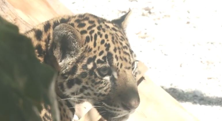  “Julieta” es la nueva integrante del Zoológico del Altiplano