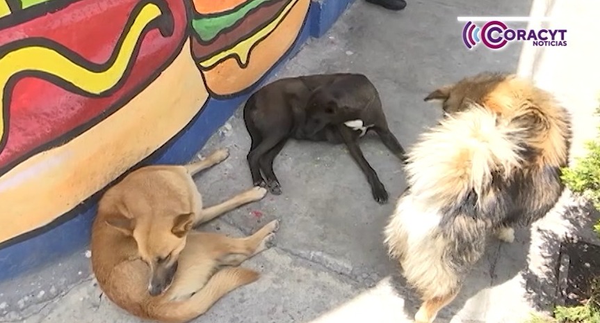 Atiende SESA hasta ocho agresiones diarias de perros en la vía pública