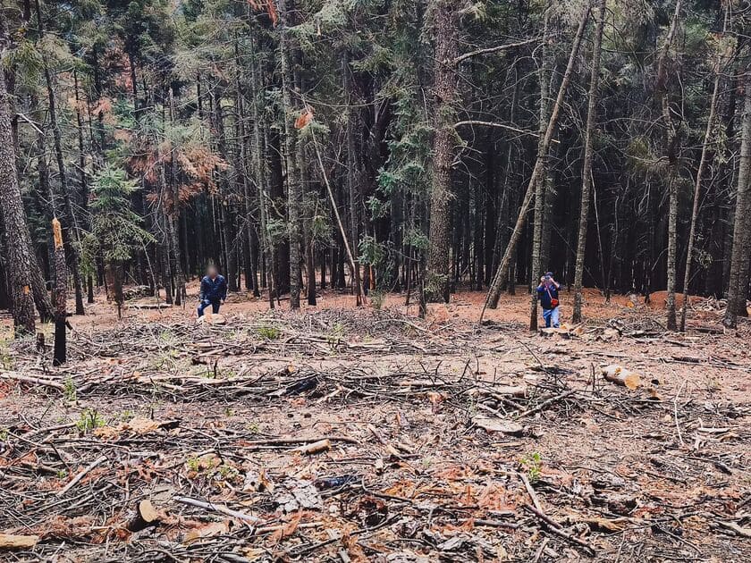 Profepa asegura madera por aprovechamiento ilegal en Calpulalpan