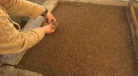 Promueve “Sembrando Vida” conservación de semillas nativas en Tlaxcala