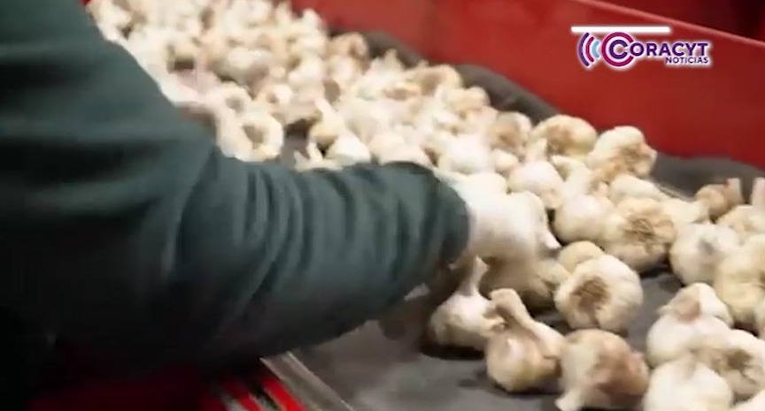 Confirma investigación de la UATx efectos positivos del ajo